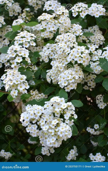 Spiraea Vanhouttei arbusto de flor branca