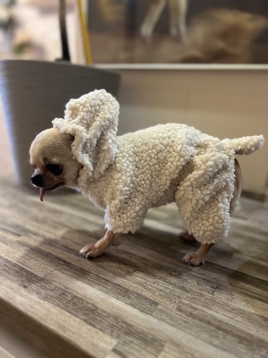 Одяг для маленьких собак