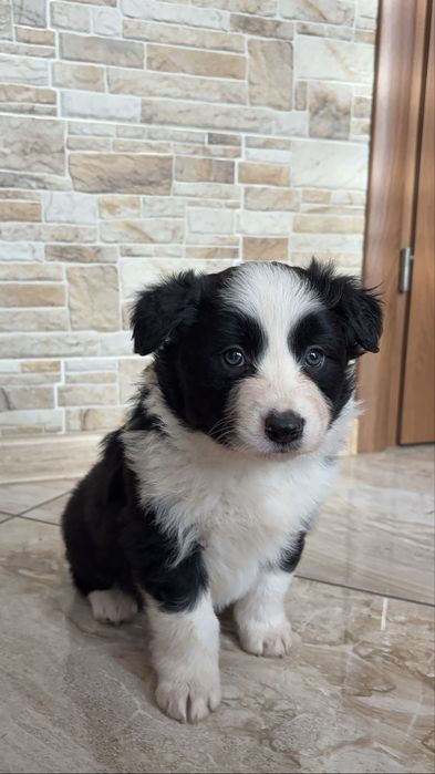 Suczka Border Collie