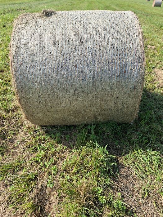 Siano w belach  150 sztuk