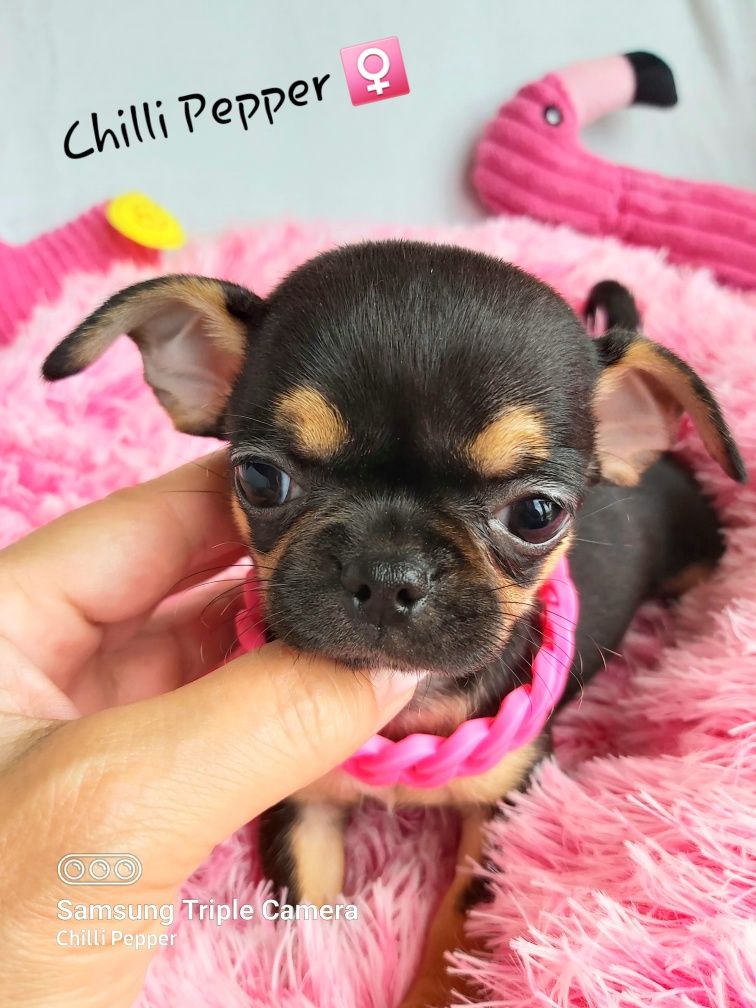 MINIATUROWA przepiękna krótkowłosa suczka chihuahua
