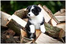 Border Collie FCI / ZKWP