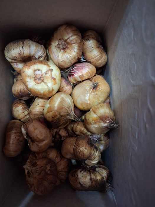 Цибулинки та діти гладіолусів