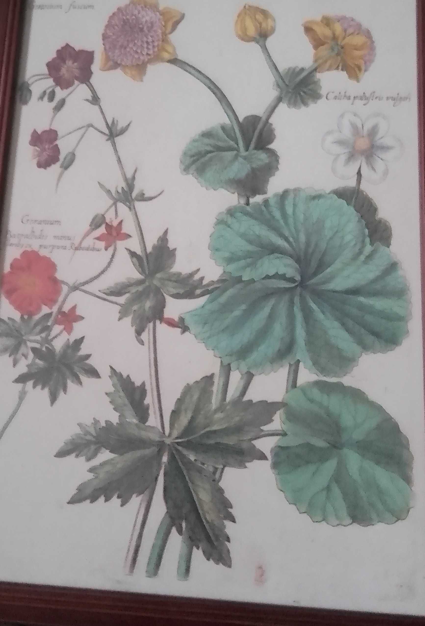 Zielnik - Kwiaty  reprint XVII w. grafiki