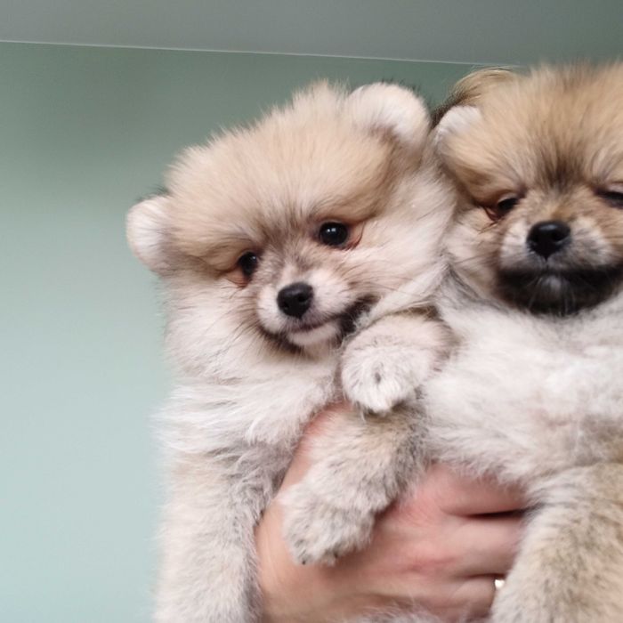 Pomeranian* szpic miniaturowy sunia***mega slodziak