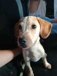 Cachorro bebe para dar