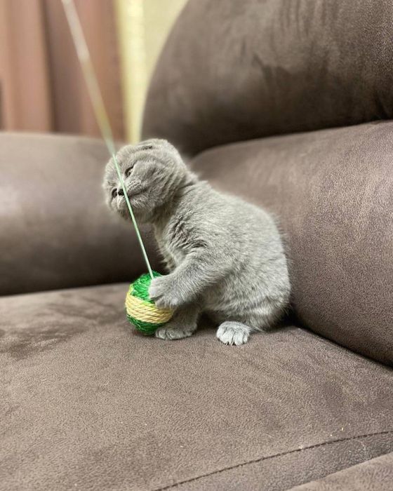 Кошеня скоттіш-фолд хлопчик