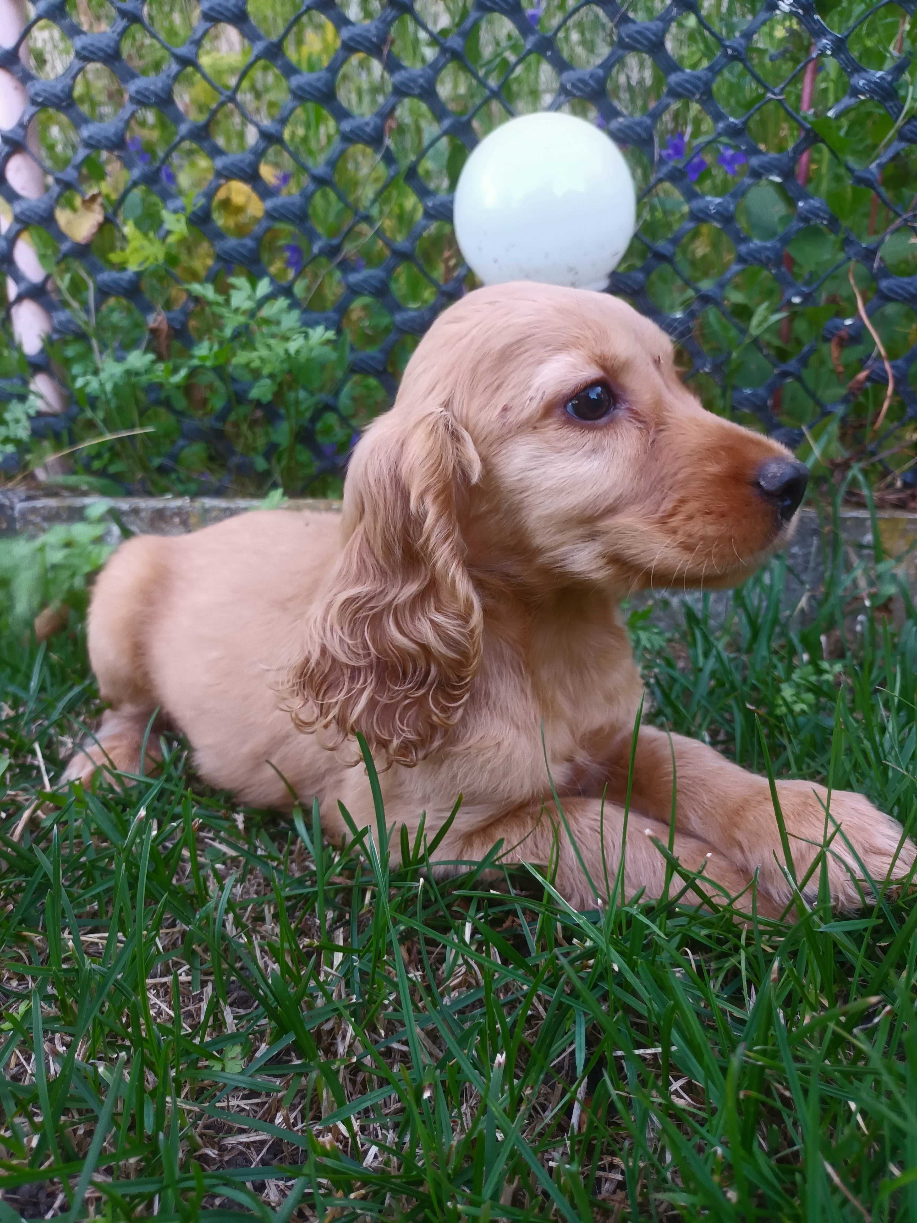 Cocker spaniel szczeniak gotowy do odbioru