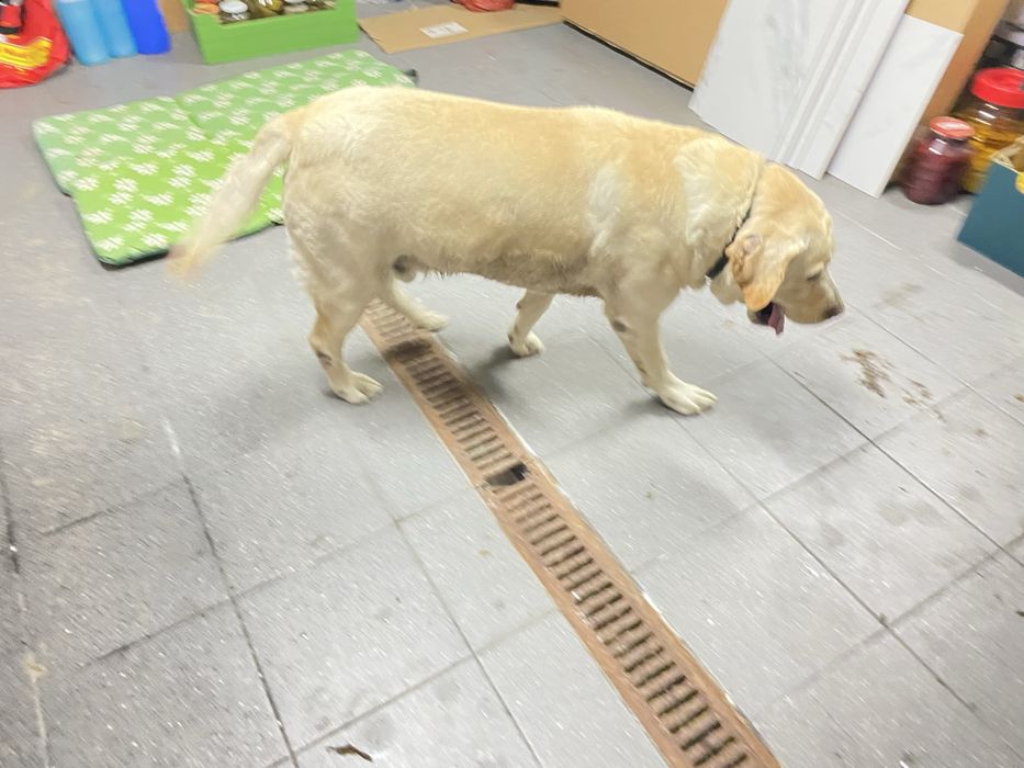 Znalazlam psa w typie labradora w Kawce Gmina Niemce