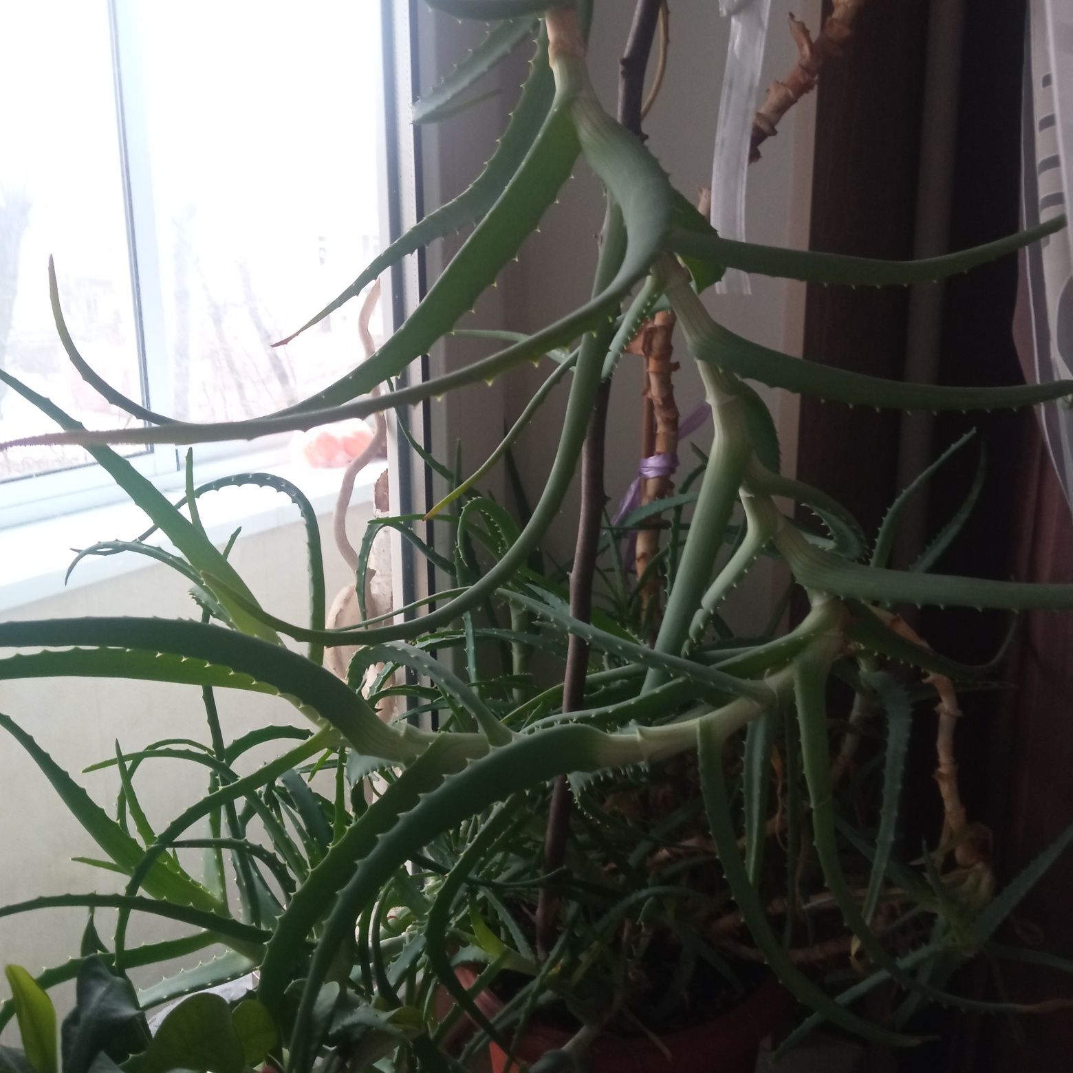Алое куст большой