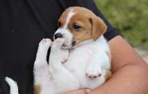 Piesek Jack Russell Terrier z hodowli  BREFIO/ badania genetyczne
