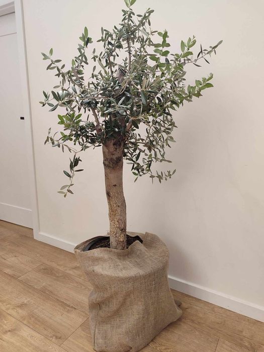 Drzewo oliwne ok. 1,3 m