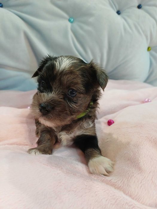 ARIA blue merle z niebieskim okiem