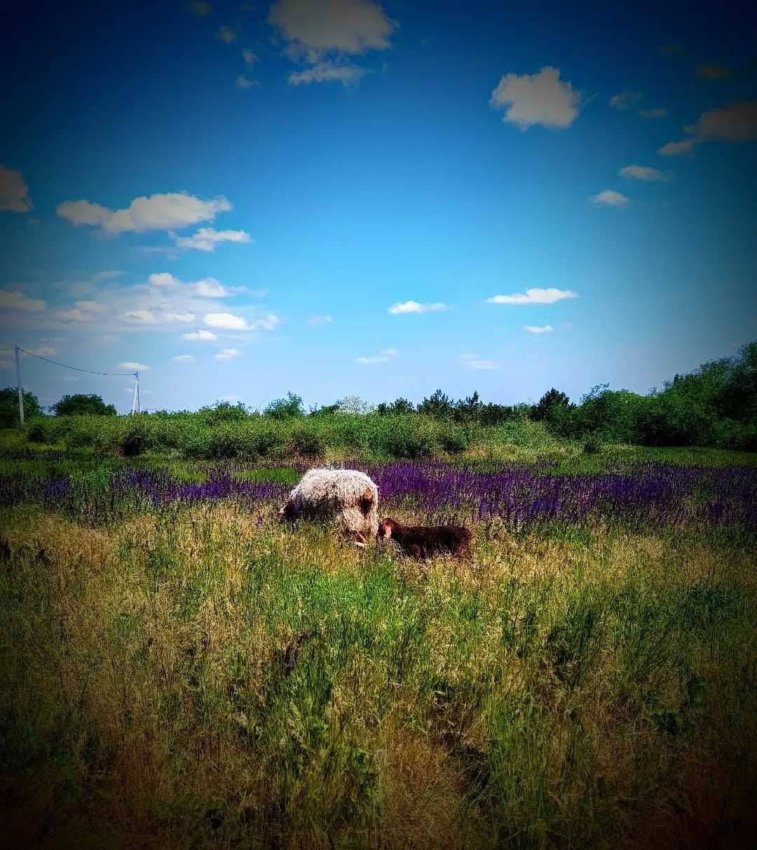 Бараны гиссар, мериноландшаф