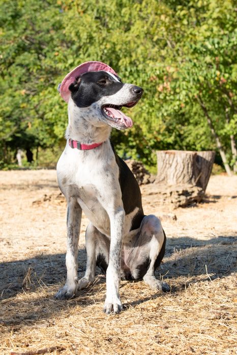 Кетті  метис поінтера шукає сім'ю