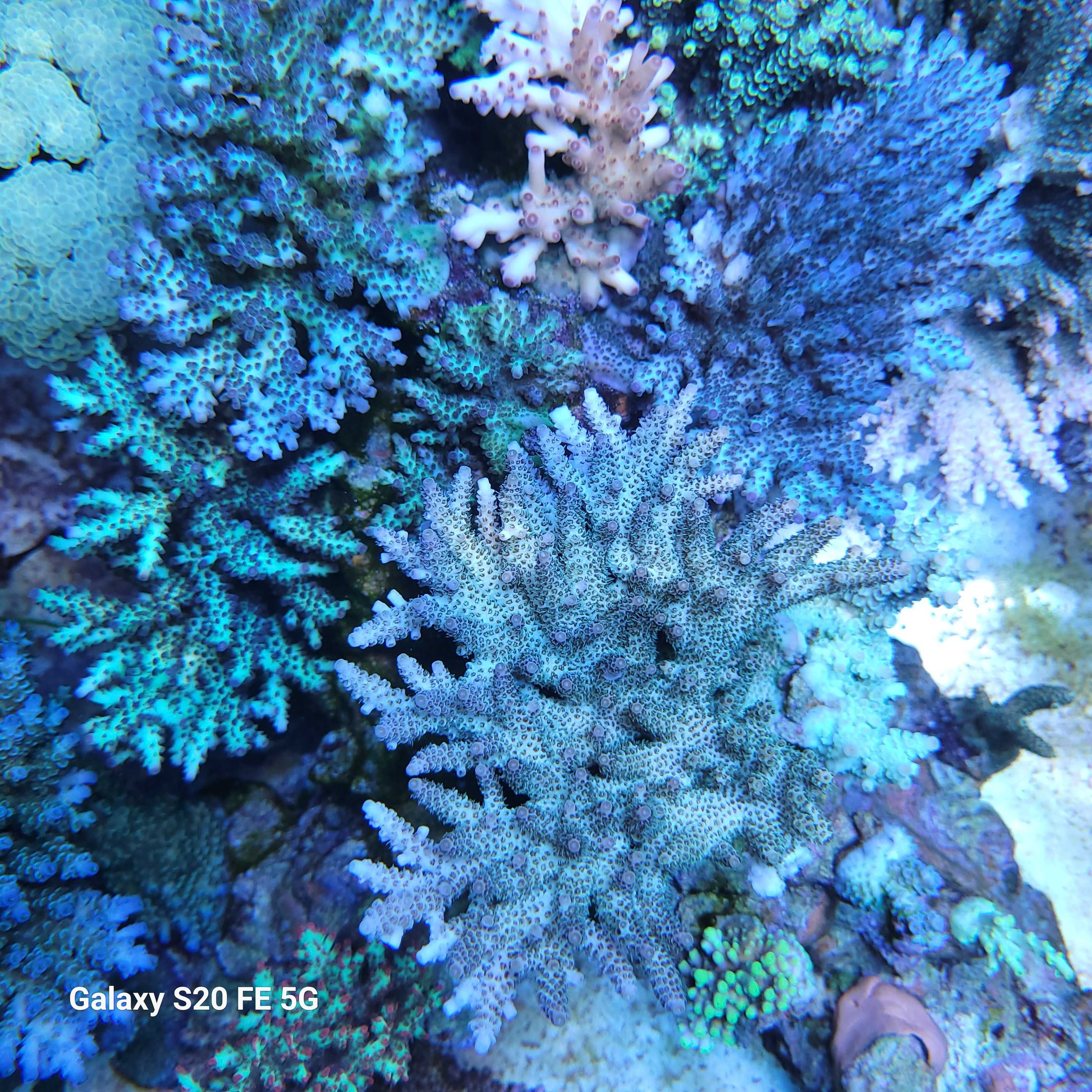 Acropora, szczepki,sps