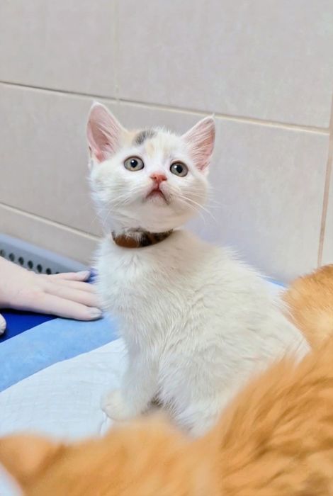 Котенок Веснушка ищет дом!