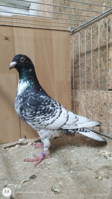 Pencil pencile samce samice