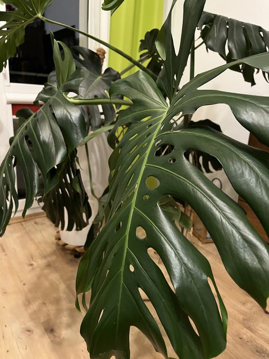 Monstera z donicą