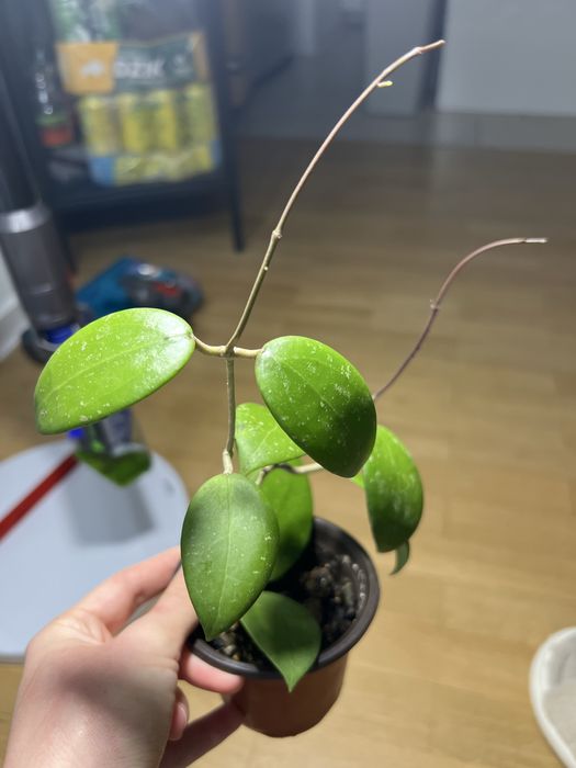 Hoya sp. 'Hat Som Paen'