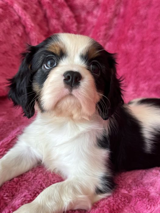 Sunia tricolor - Cavalier King Charles Spaniel