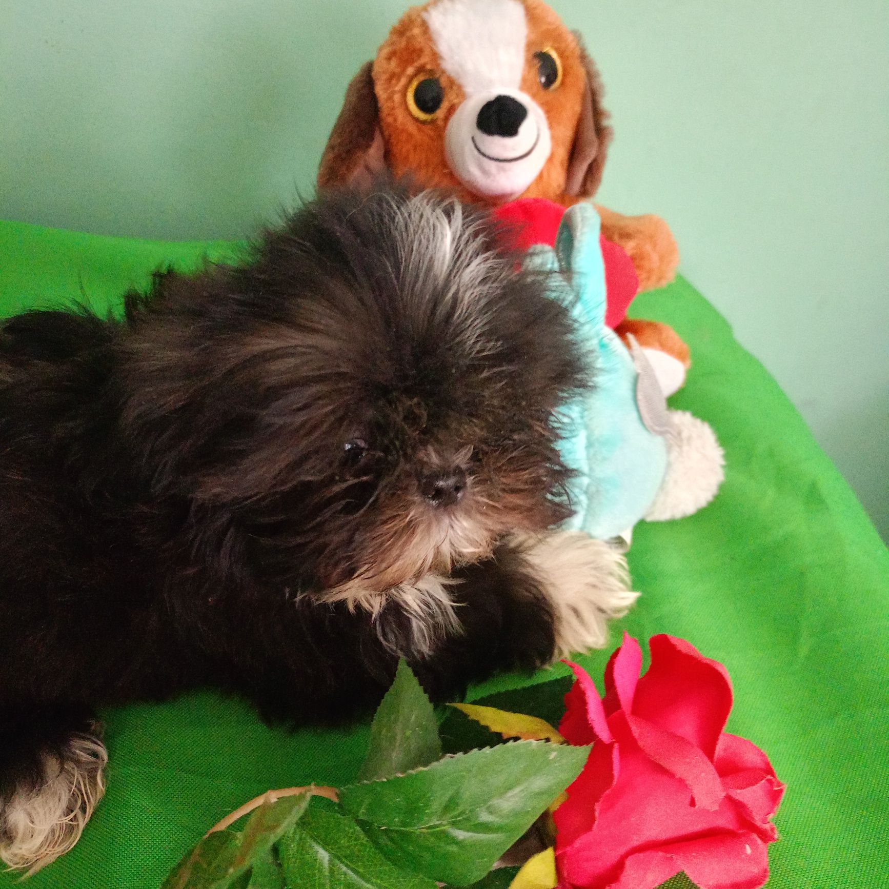 Shih tzu - sunia