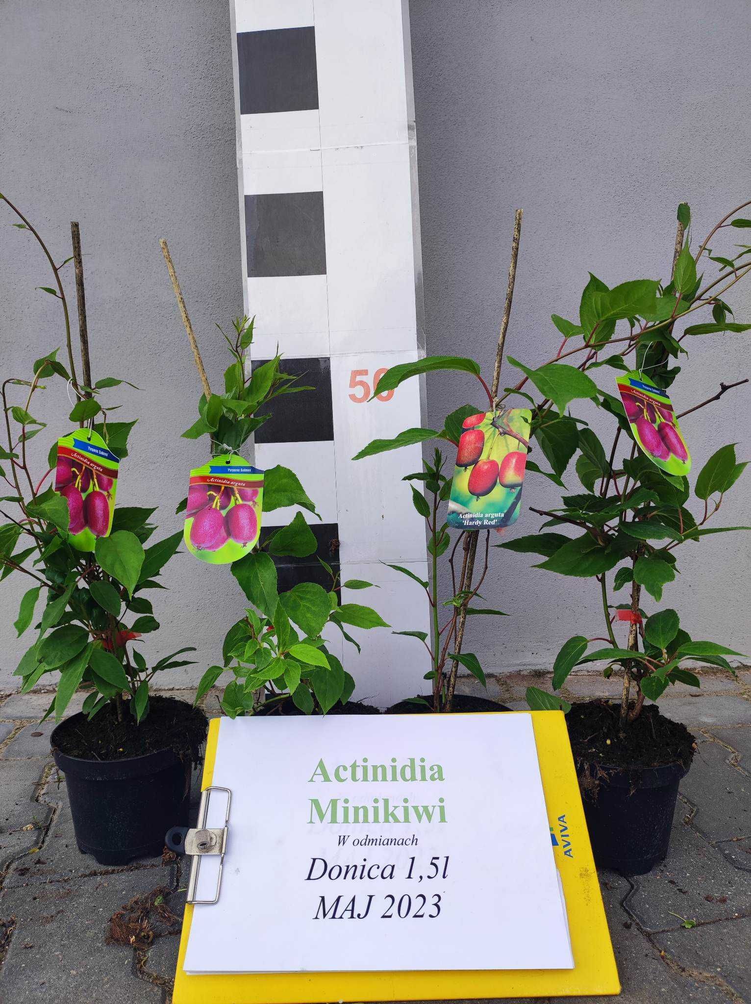 3 Actinidia Minikiwi 3 lata Issai, Kens Red, Weiki-Bayern Kiwi