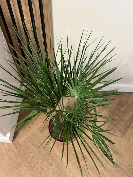 Пальма Humilis Хуміліс