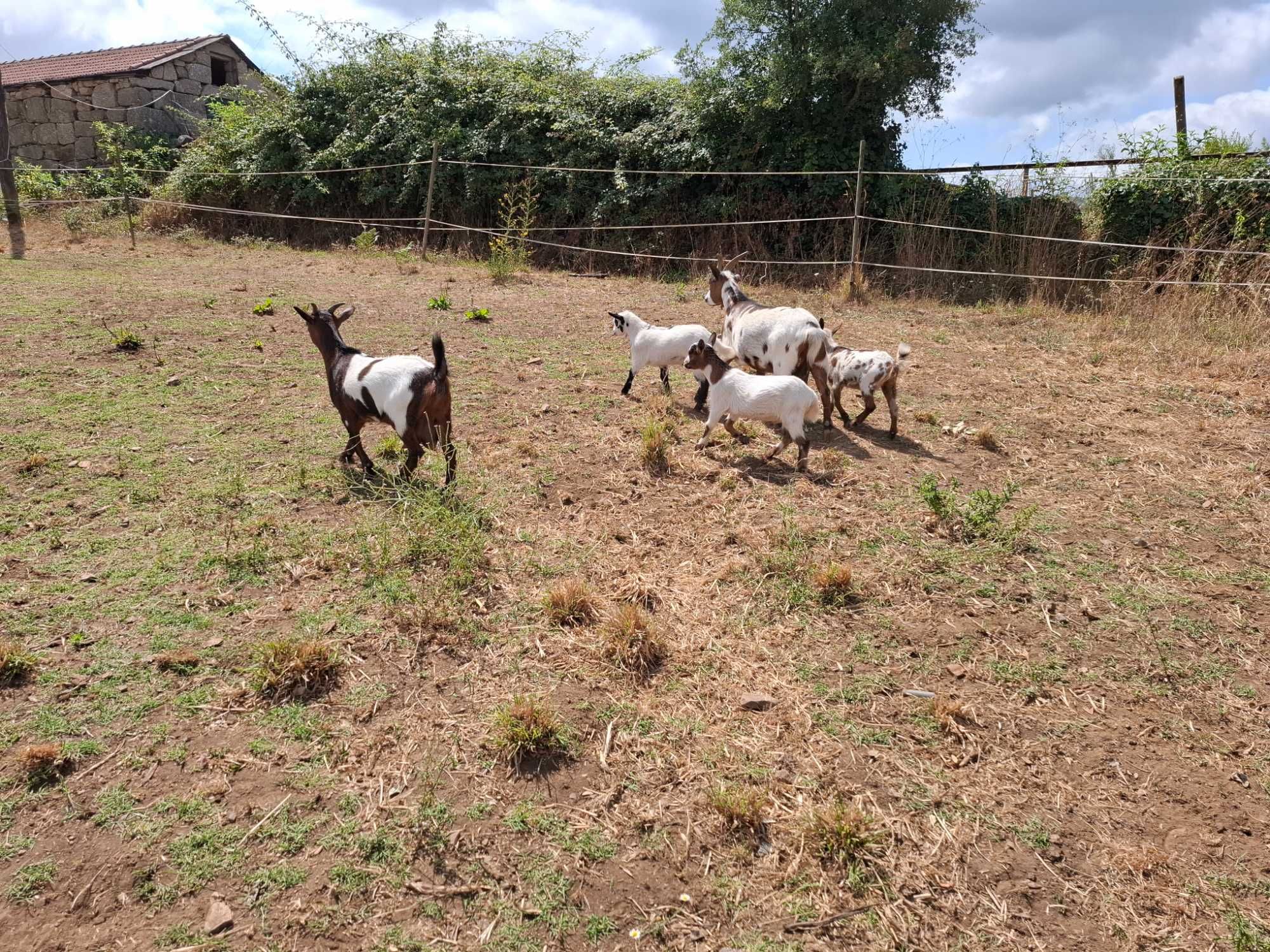 Cabras anãs para venda