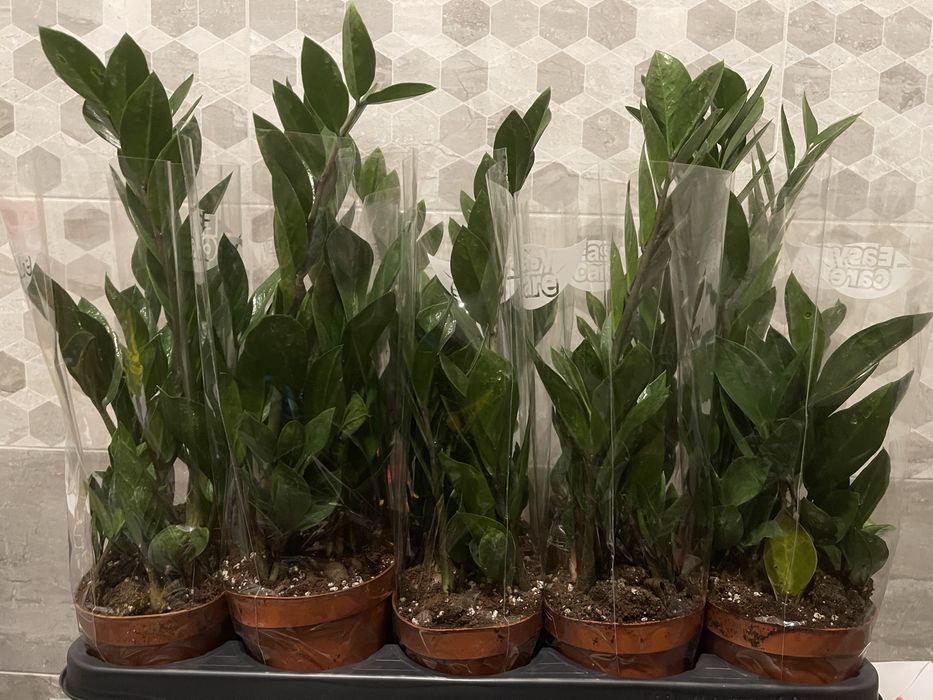 Заміокулькас, Доларове дерево, хамедорея, пальма