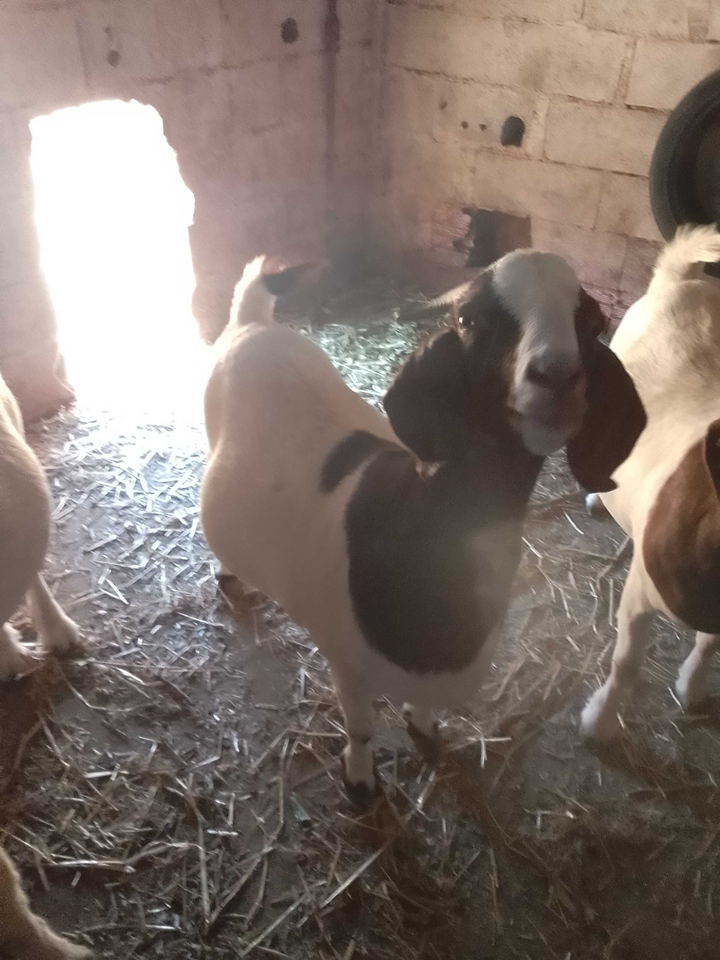Cabras e Bode Boer