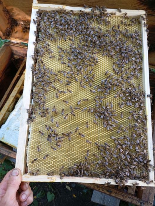 Продам  бджоло-пакети 2026