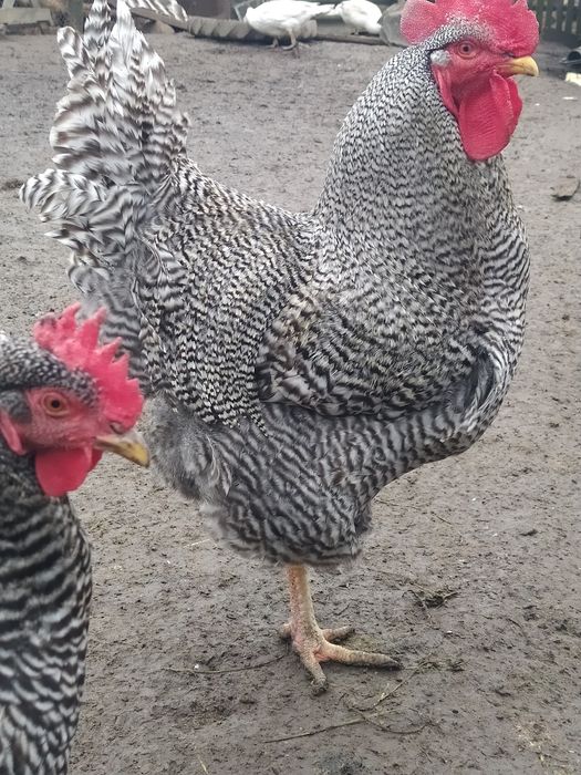 Інкубаційне яйце Амрокс