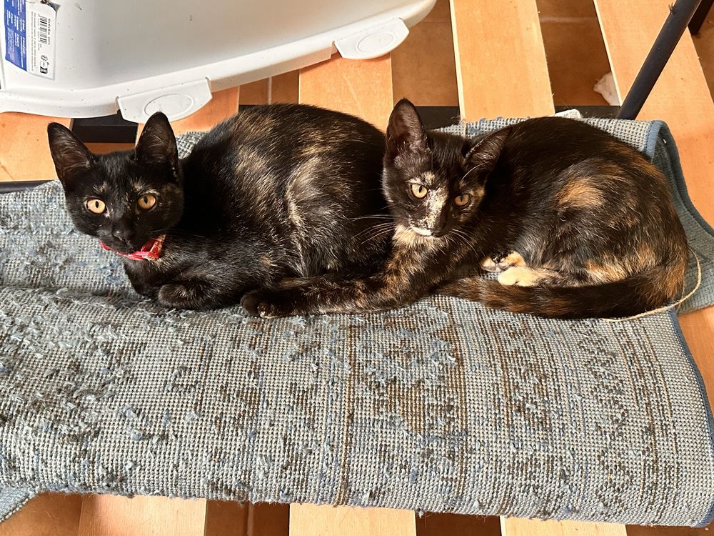 URGENTE ! Gatinhas 3 meses