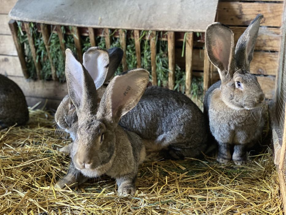 Olbrzym Belgijski i Olbrzym Srokacz z rodowodami