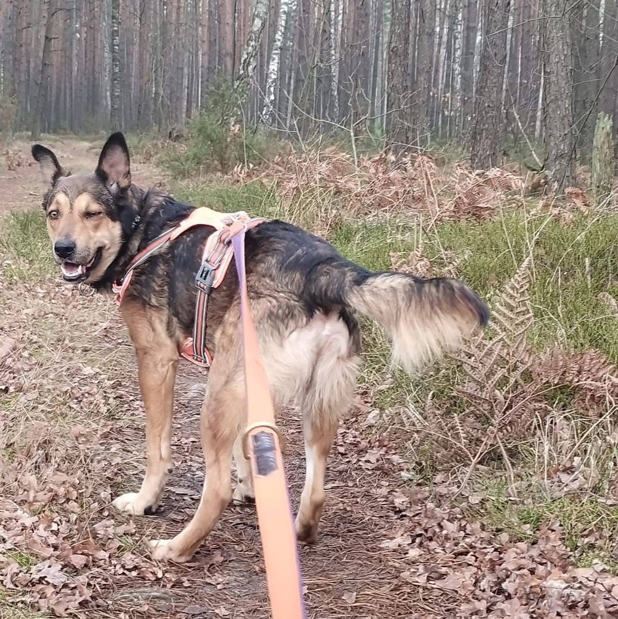 Młody Diego, mix husky szuka domku na zawsze