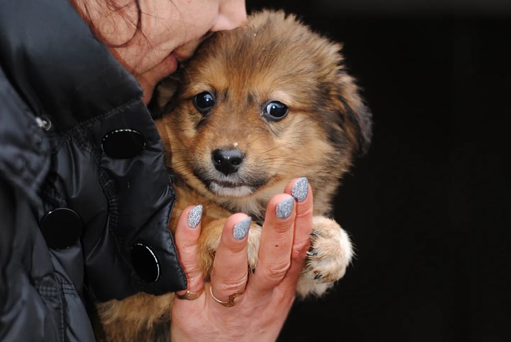 Вакциновані цуцики в добрі руки