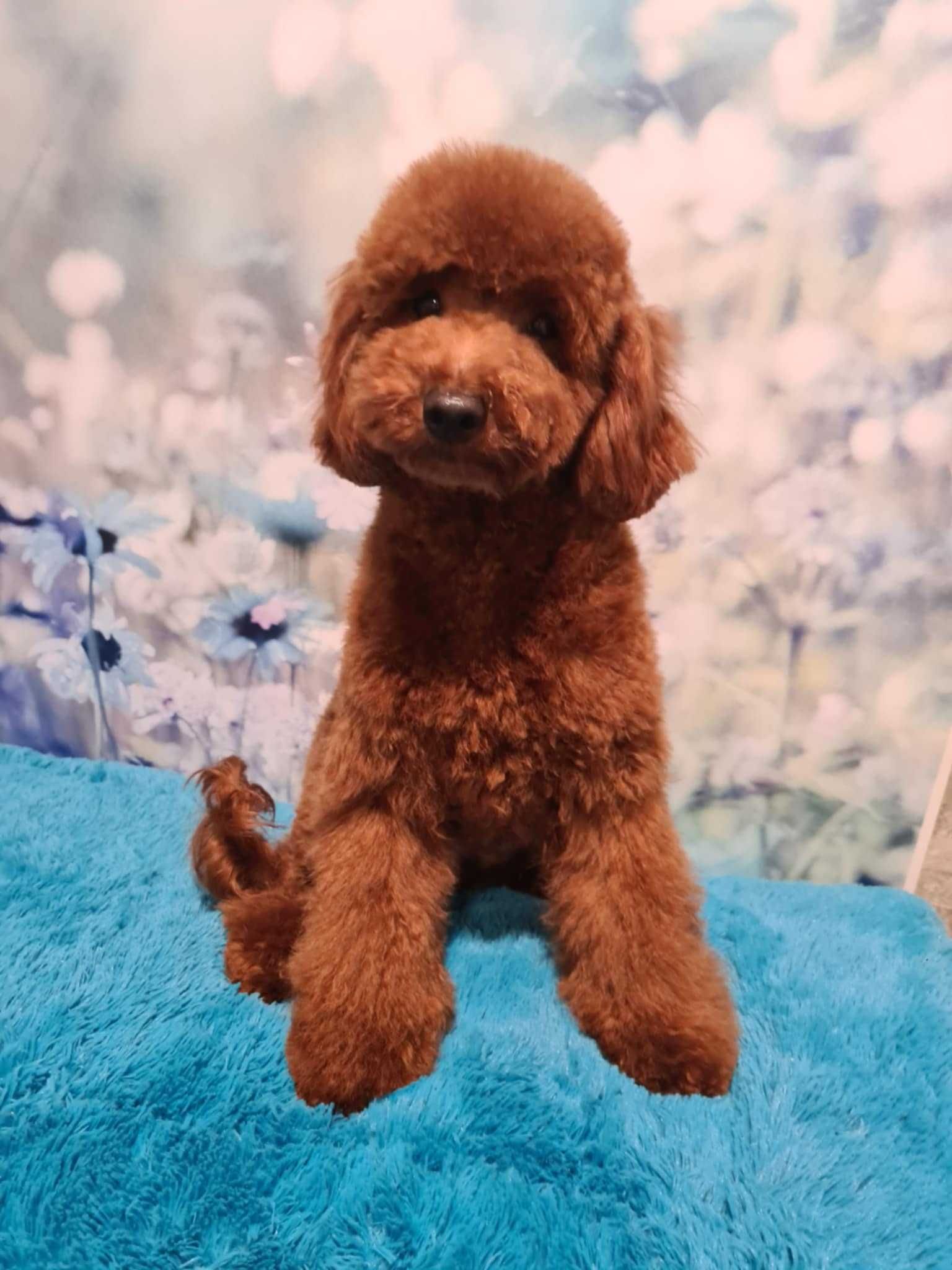pudel  miniatura suczka do odbioru w sierpniu
