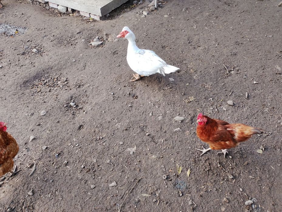 Kaczki biegusy i zwykłe