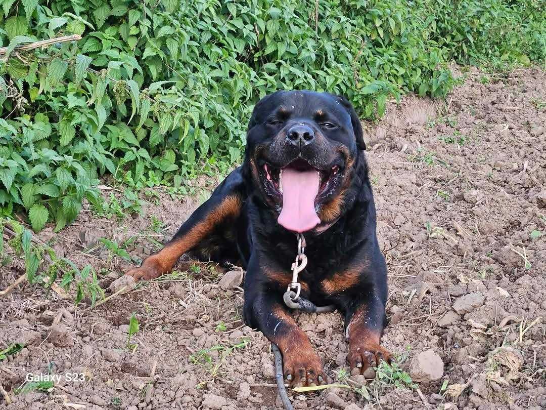 Rottweiler Maciek może być Twoim najlepszym kumplem