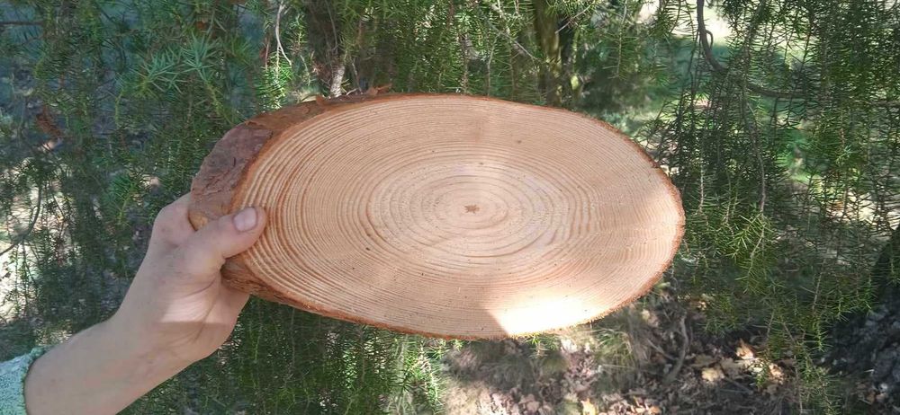 Plastry drewna,20sztuk, tabliczki, krążki drewniane, dekoracje, skośne