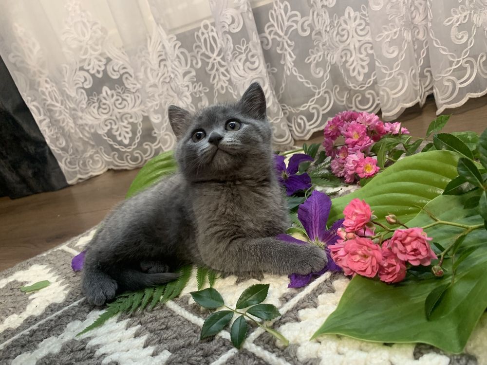 Продаються Британські кошенята
