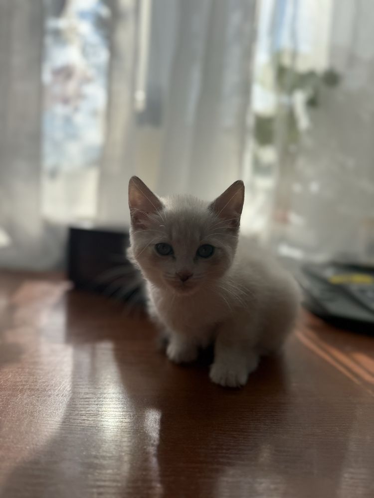 Кошеня в добрі руки