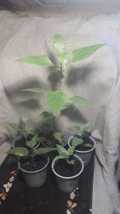 Калея закатечичи, саженцы