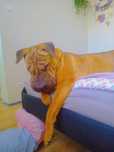 Sharpei -mastif angielski 1,5 roczna sunia