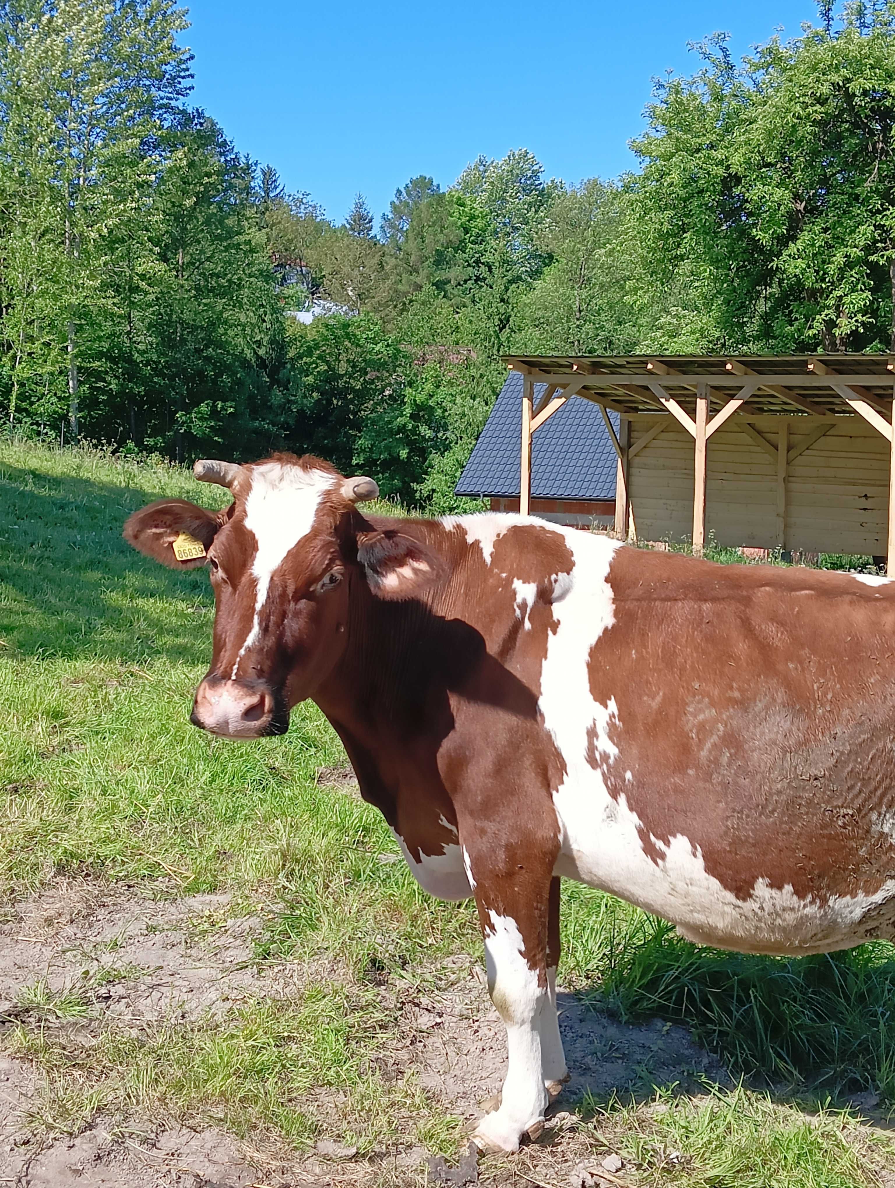 Sprzedam krowę czerwono-białą