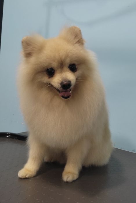 Стрижка собак та котів (виїзд на дім). Обухів, Обухівське направлення.