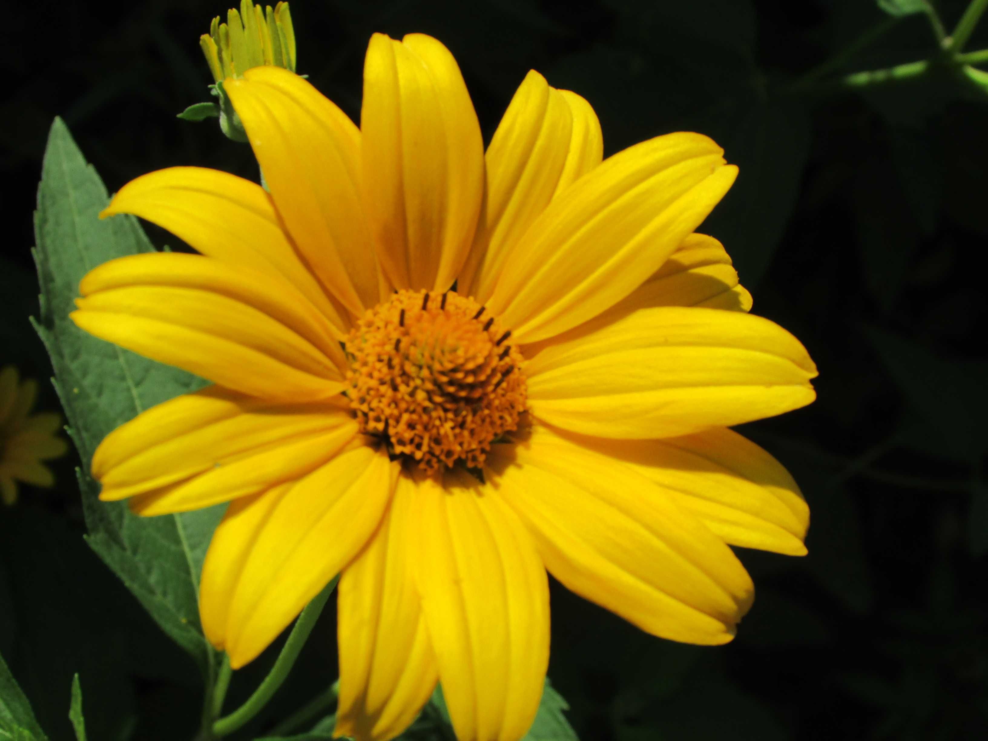 5 штук Шикарные многолетние крупные цветы яркого желтого цвета. 2 вида