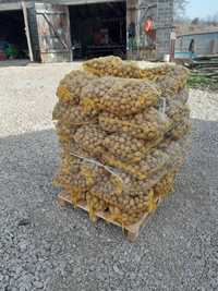 Ziemniaki Soraya wielkość sadzeniaka 3.5-5cm sadzeniak