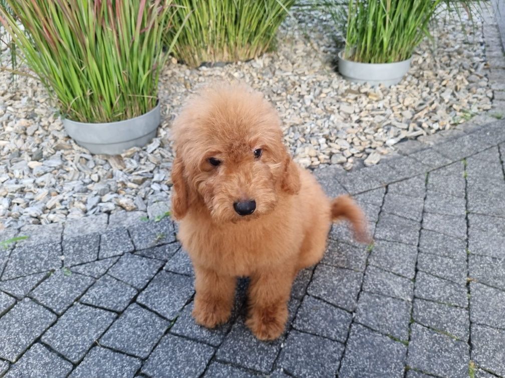 Golden Retriever Goldendoodle MINI Pudel miniaturowy PIESEK